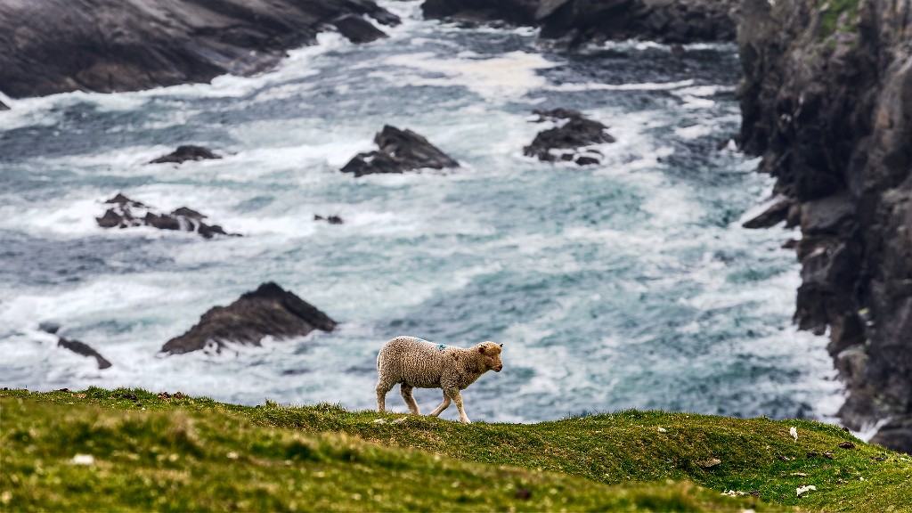 Shetland 200 copia